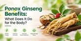 Panax Ginseng Benefits: What Does It Do for the Body?