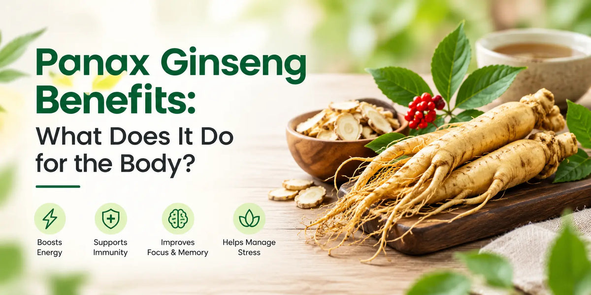 Panax Ginseng Benefits: What Does It Do for the Body?